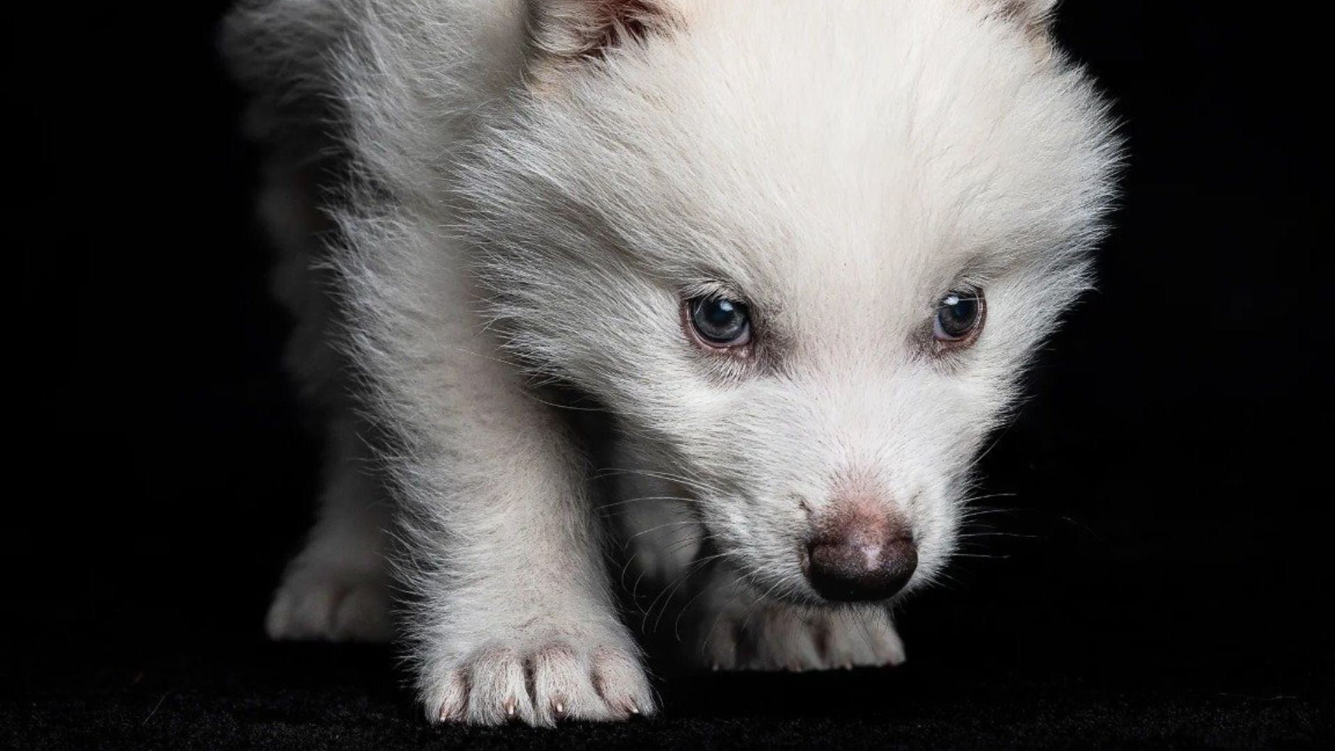 Lobo-terrível, estrela de 'Game of Thrones', é recriado 10 mil anos após extinção