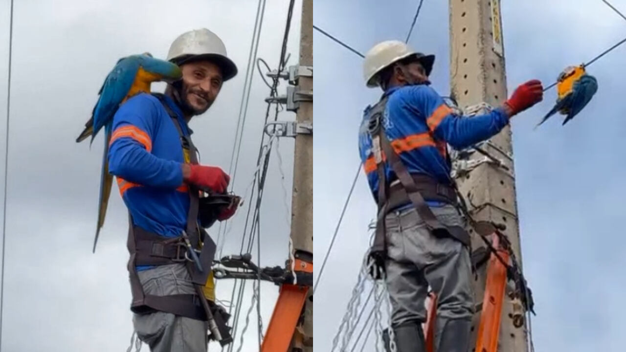 Arara-canindé pousa em eletricista durante manutenção e cena surpreende internautas