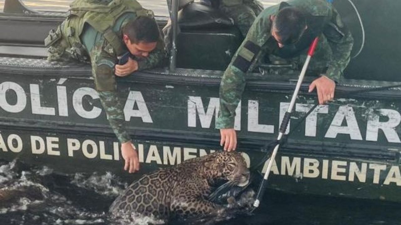 Onça resgatada no Rio Negro apresenta mais 30 estilhaços de tiro em sua cabeça