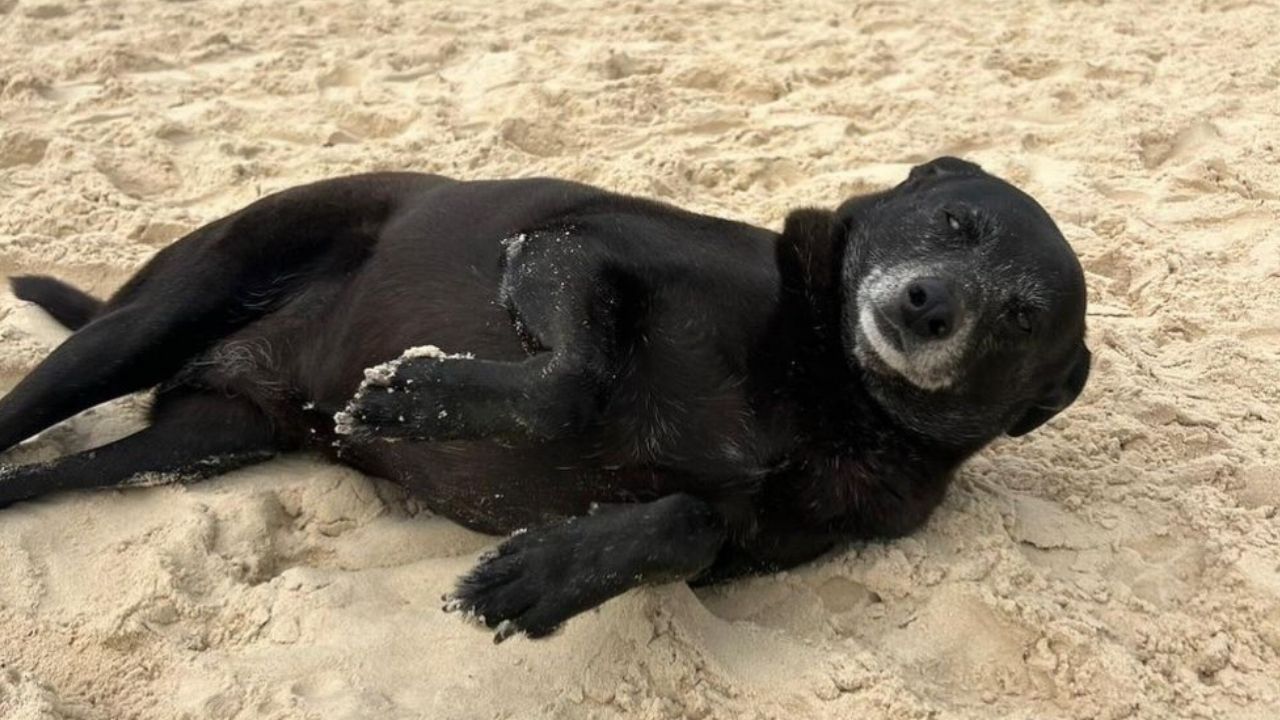 Morre Pretinha, companheira do cão Orelha, após quadro de falência renal, informa tutor - URB News