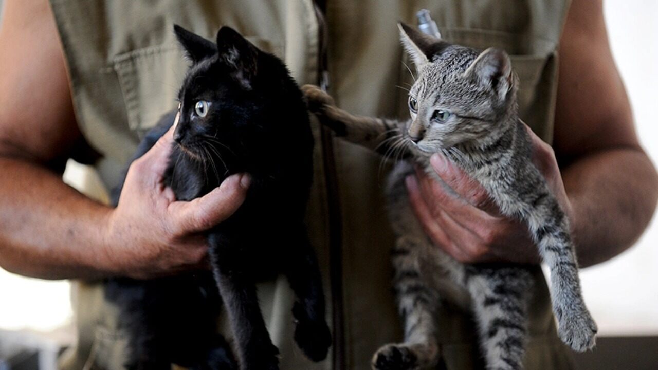 Alepi aprova na CCJ projeto que permite sepultamento de cães e gatos em cemitérios