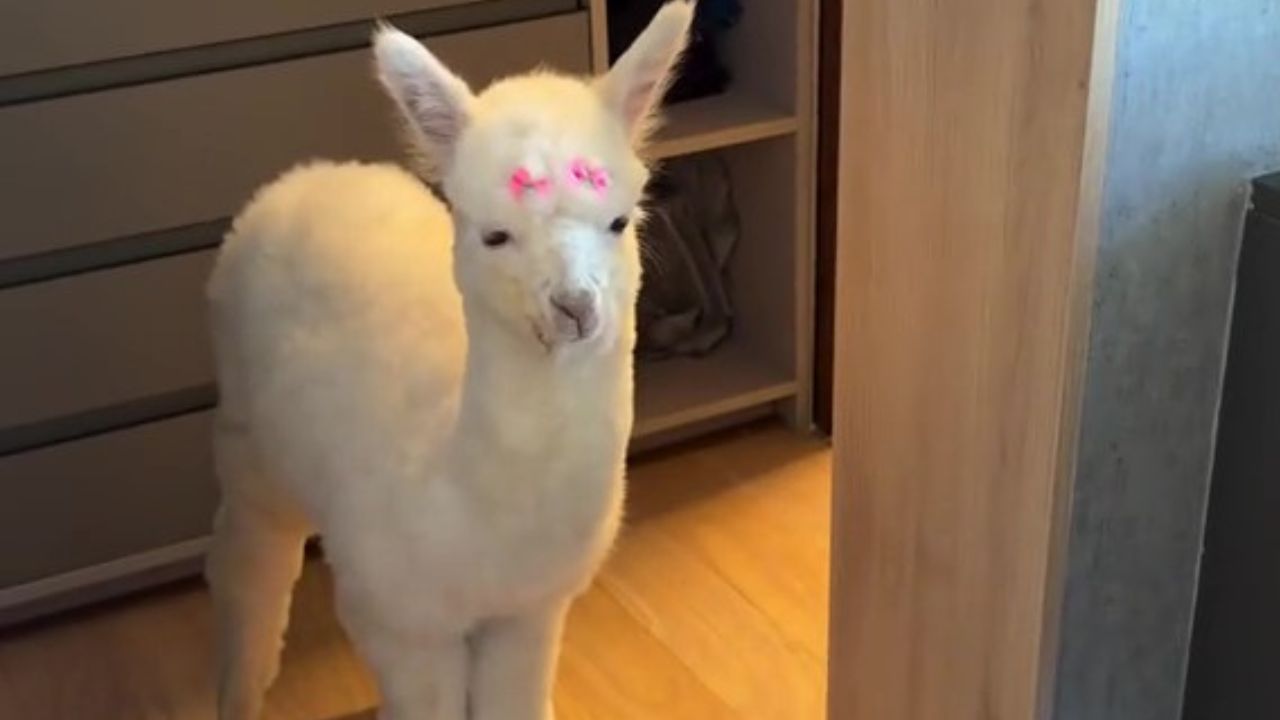 Safadão compartilha pós-banho de alpaca de estimação e recebe críticas: ‘Não é para ser pet