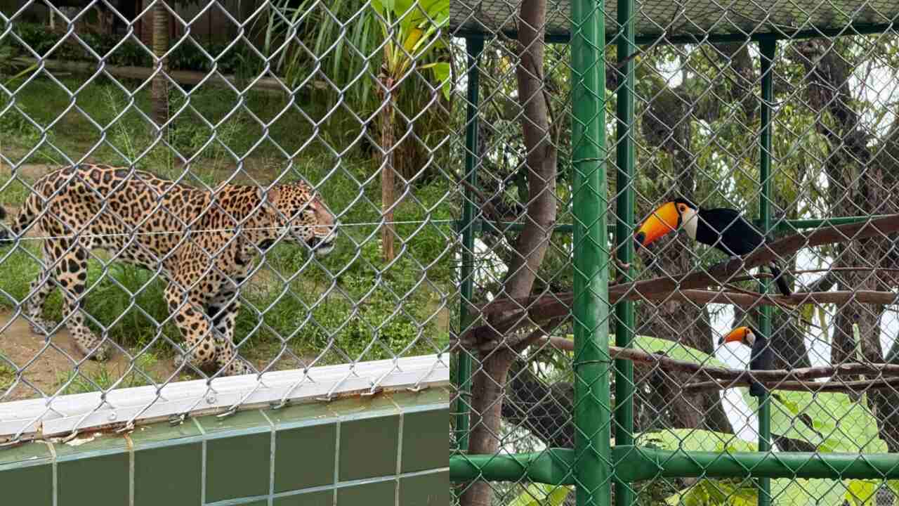 Zoológico de Fortaleza é reinaugurado com investimento de R$ 30 milhões e mais de 360 animais