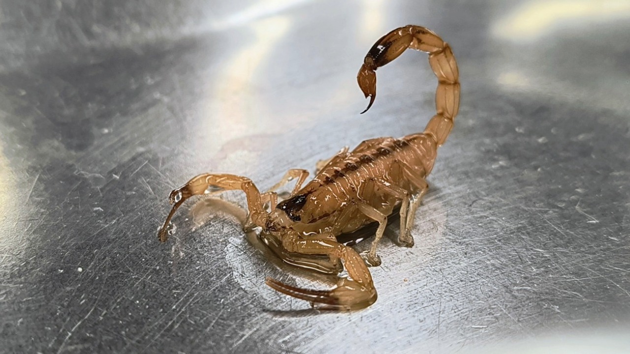 Fortaleza tem alta de 31% nos atendimentos por picadas de escorpiões no primeiro trimestre do ano