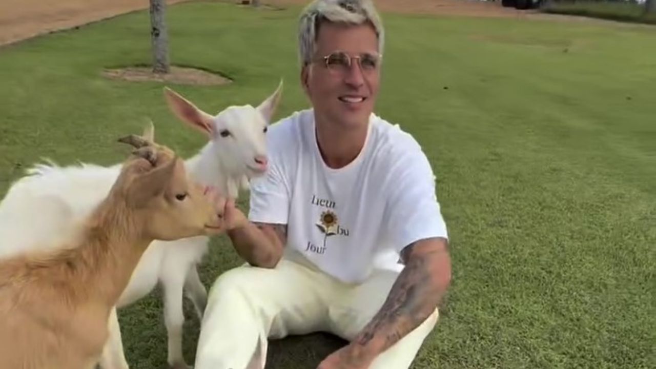Bruno Gagliasso ganha três mini cabras de presente de aniversário de Giovanna Ewbank