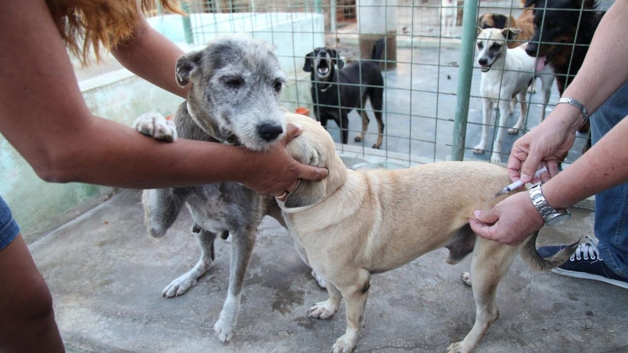 Câmara de Fortaleza estabelece criação de Frente Parlamentar em Defesa da Causa Animal