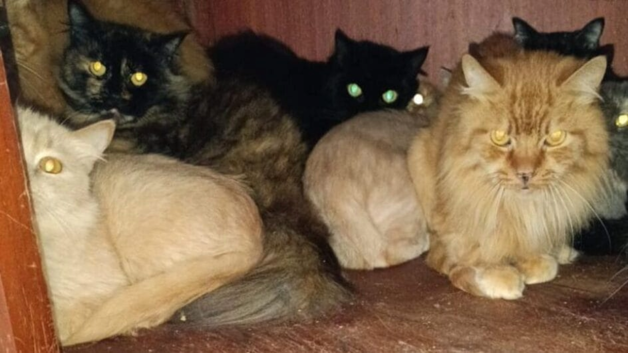 A prefeitura de Concórdia informou que assumirá os custos da operação de resgate dos gatos e pretende buscar o ressarcimento das despesas na justiça
