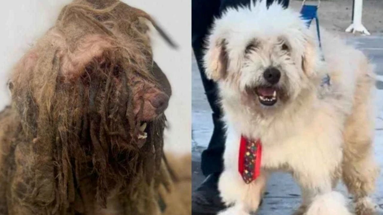 O valor será revertido no custeio do tratamento de saúde do animal